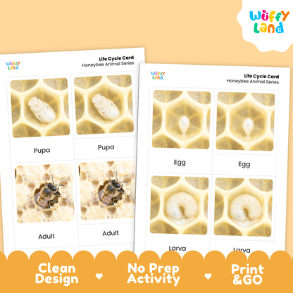 Honeybee Life Cycle Flashcard 3 Part Cards Science Activity Printable