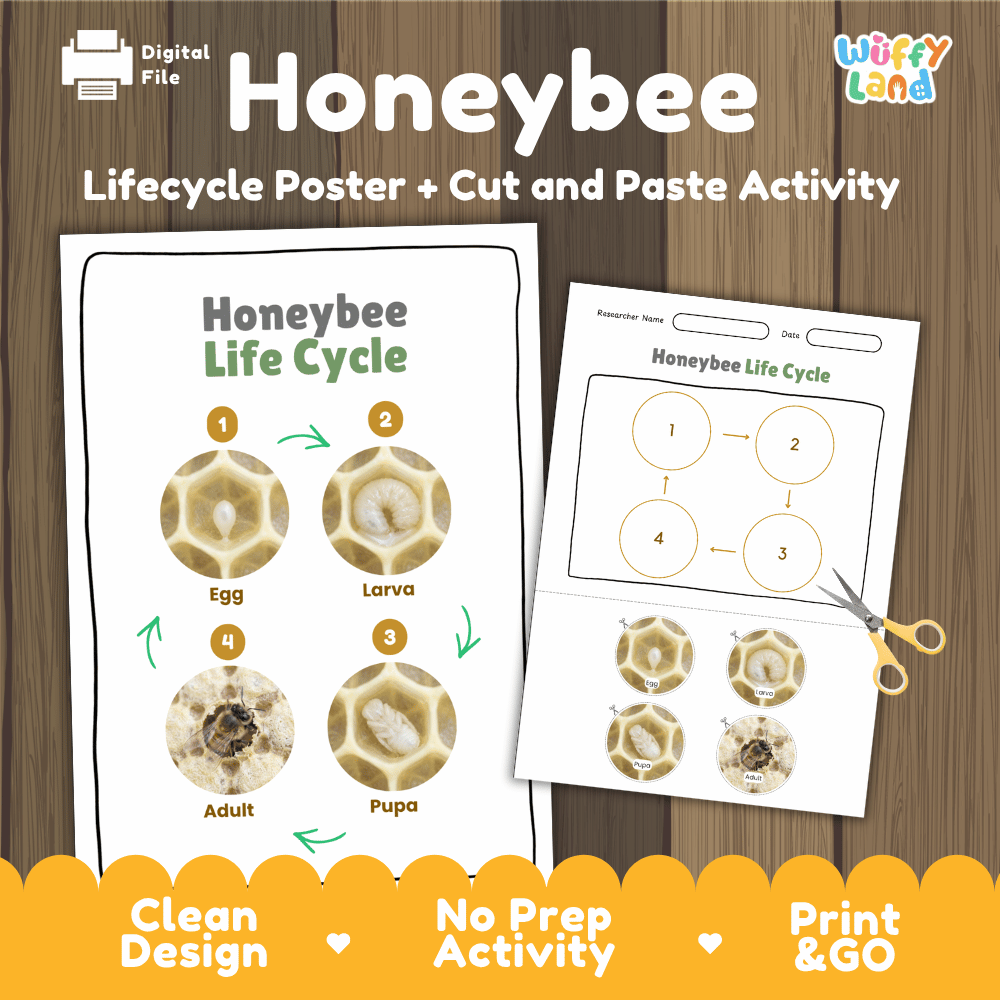 Honeybee Life Cycle Poster and Cut and Paste Activity Worksheets