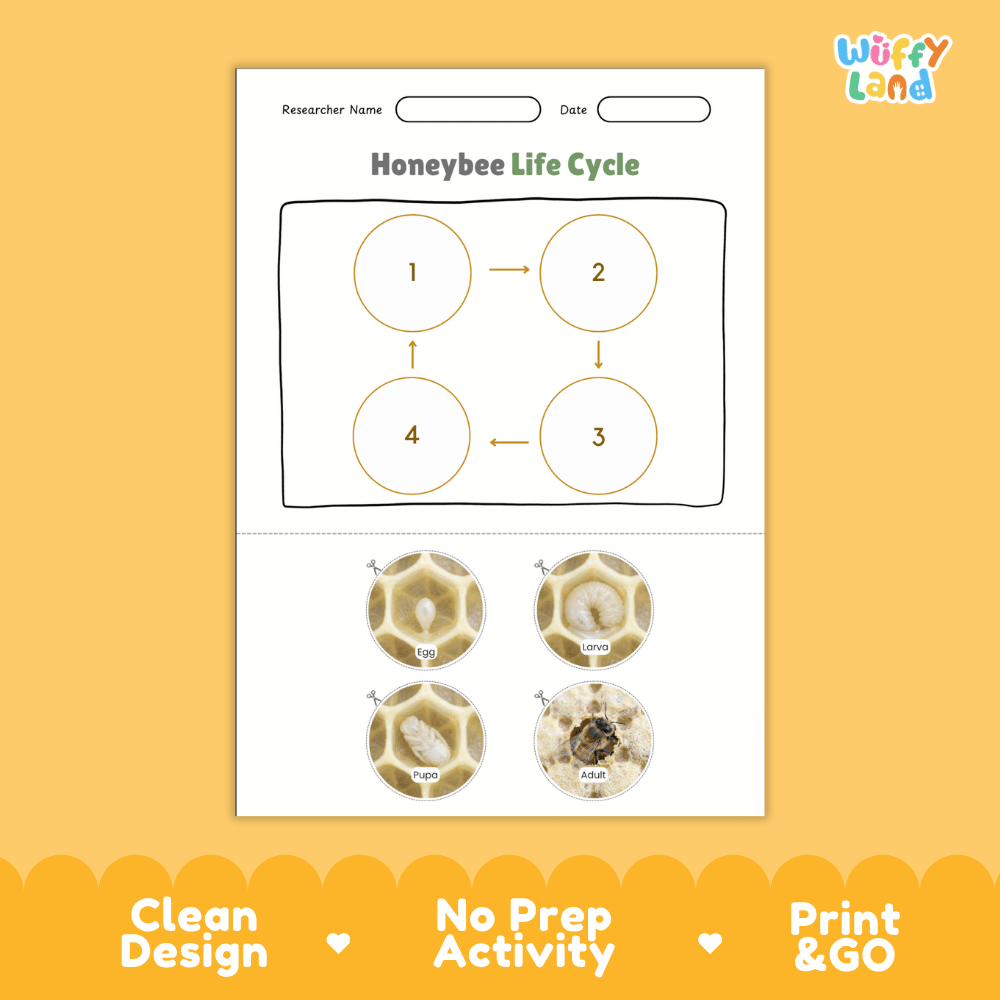 Honeybee Life Cycle Poster and Cut and Paste Activity Worksheets