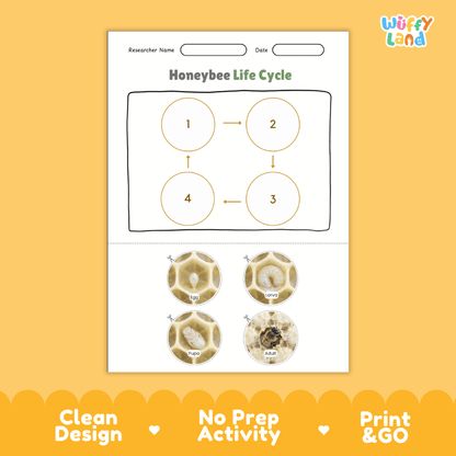 Honeybee Life Cycle Poster and Cut and Paste Activity Worksheets