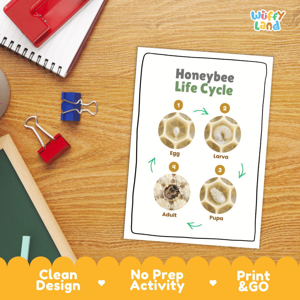 Honeybee Life Cycle Poster and Cut and Paste Activity Worksheets