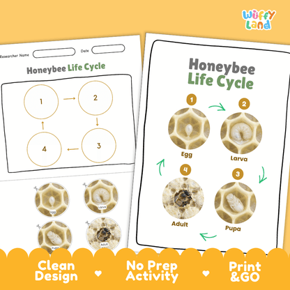 Honeybee Life Cycle Poster and Cut and Paste Activity Worksheets