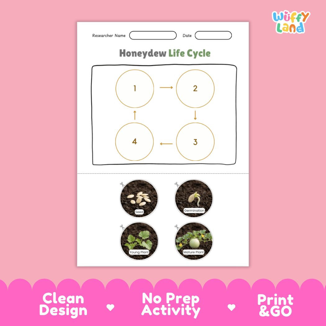 Educational reference chart poster showing the 4 stages of the honeydew melon life cycle from seed and germination to young seedling and mature vine