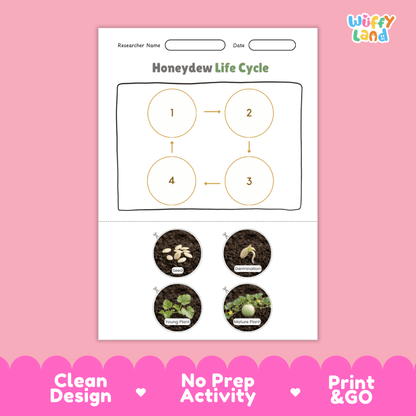 Educational reference chart poster showing the 4 stages of the honeydew melon life cycle from seed and germination to young seedling and mature vine