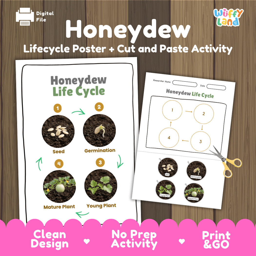 Honeydew melon plant life cycle educational poster and cut and paste printable sequencing activity featuring real photos for elementary science