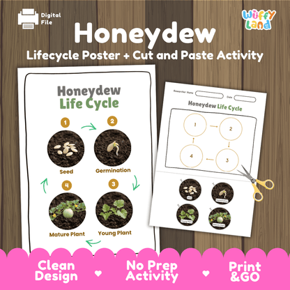 Honeydew melon plant life cycle educational poster and cut and paste printable sequencing activity featuring real photos for elementary science