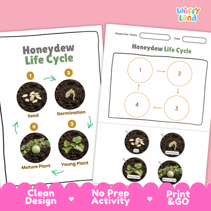 Print and go digital PDF plant science activity featuring clean design layout, researcher name line, and zero prep classroom format