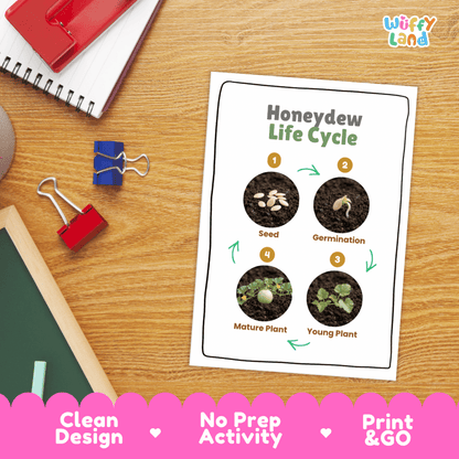 Hands-on cut and paste science worksheet with numbered circular slots for students to sequence real photo stages of a honeydew melon plant