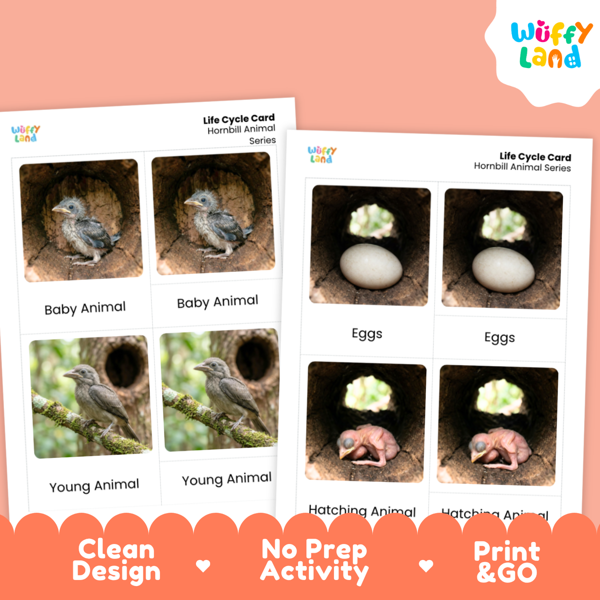 Hornbill Life Cycle Flashcard 3 Part Card Worksheets