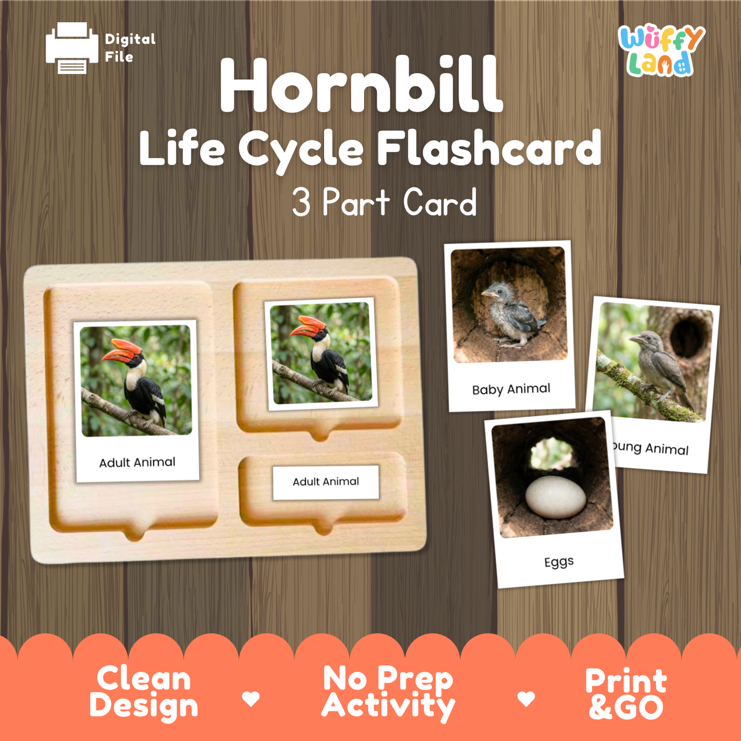 Hornbill Life Cycle Flashcard 3 Part Card Worksheets