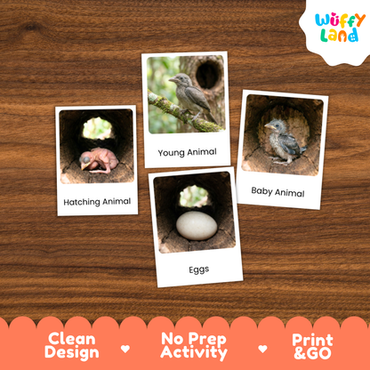 Hornbill Life Cycle Flashcard 3 Part Card Worksheets