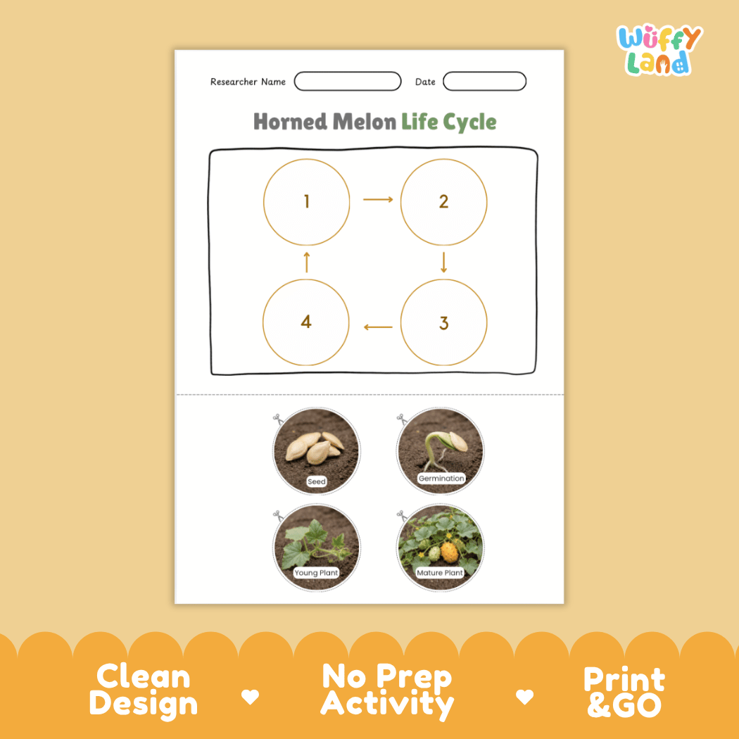 Educational reference chart poster showing the 4 stages of the horned melon life cycle from seed and germination to young seedling and mature vine