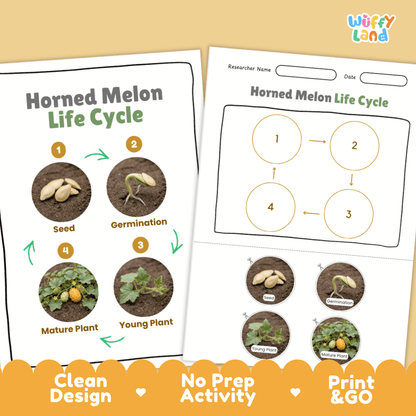 Print and go digital PDF plant science activity featuring clean design layout, researcher name line, and zero prep classroom format