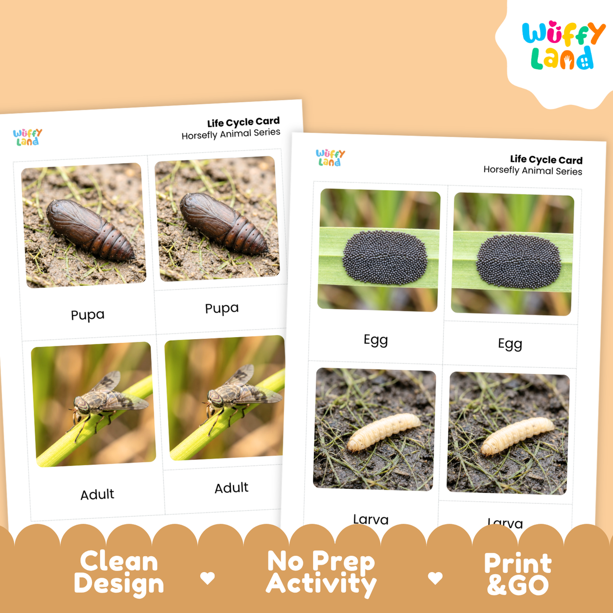 Horsefly Life Cycle Flashcard 3 Part Cards Science Activity Printable