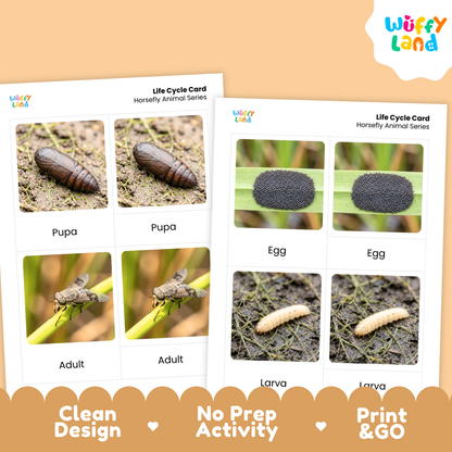 Horsefly Life Cycle Flashcard 3 Part Cards Science Activity Printable