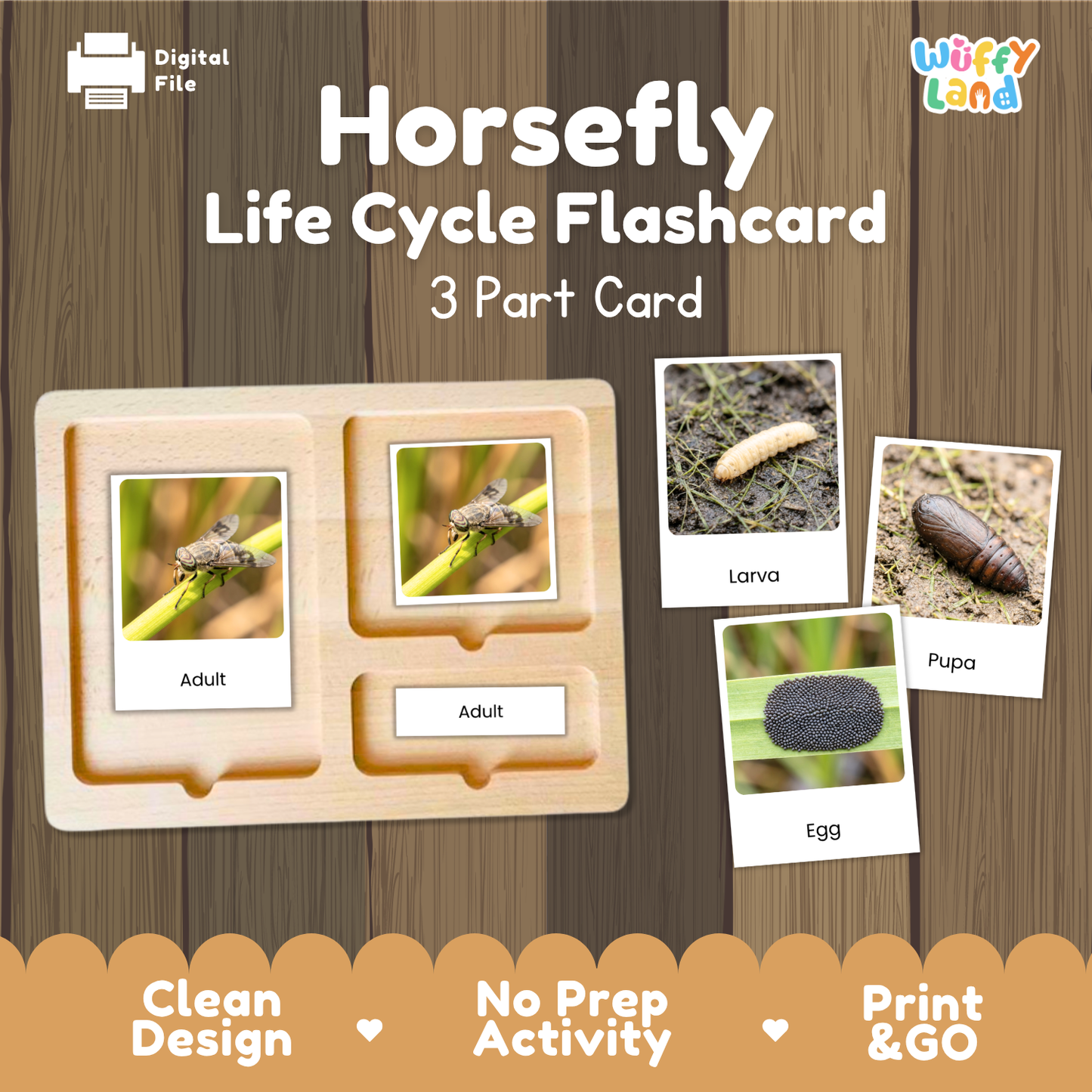 Horsefly Life Cycle Flashcard 3 Part Cards Science Activity Printable