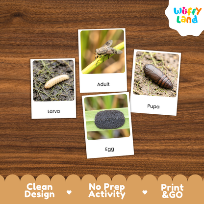 Horsefly Life Cycle Flashcard 3 Part Cards Science Activity Printable