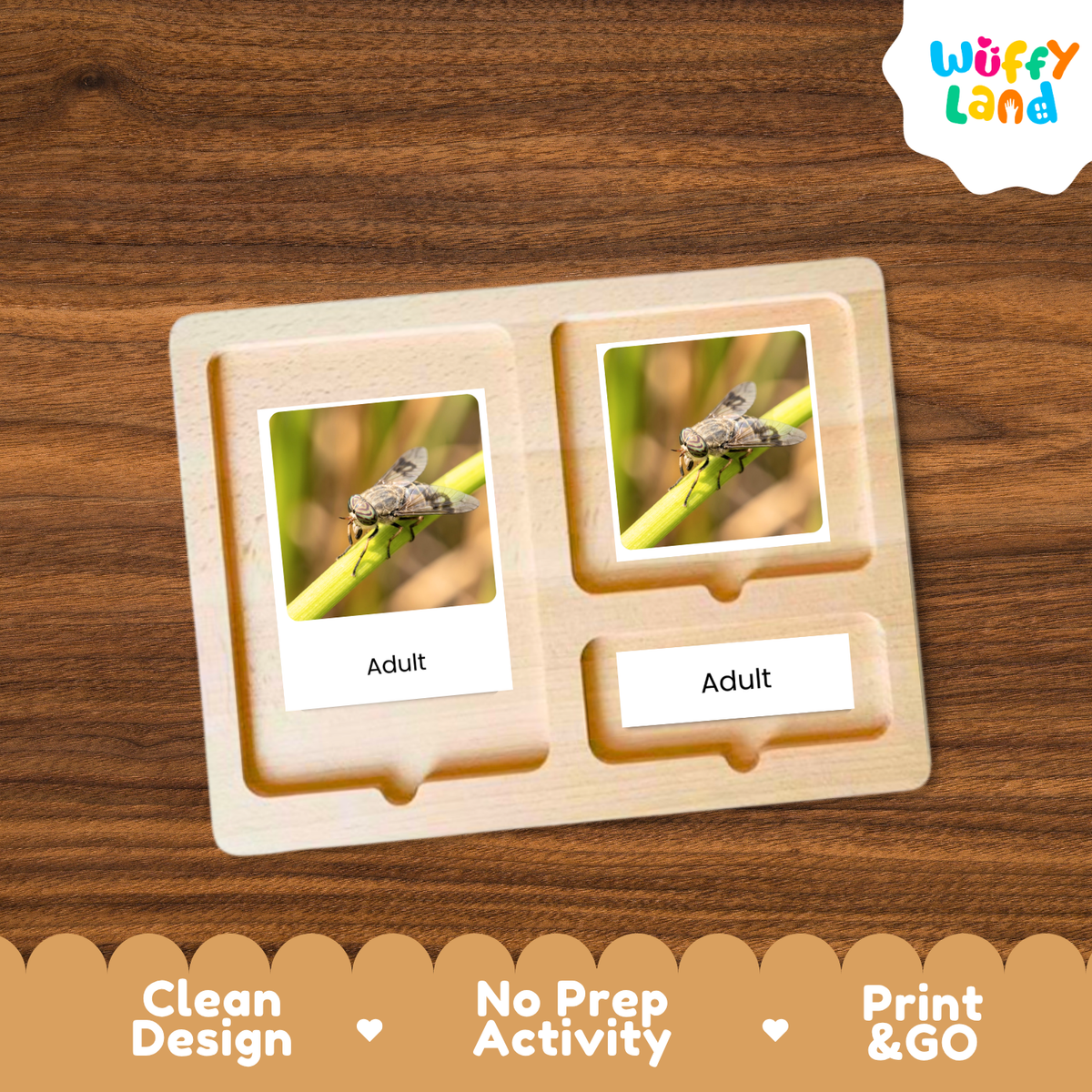 Horsefly Life Cycle Flashcard 3 Part Cards Science Activity Printable