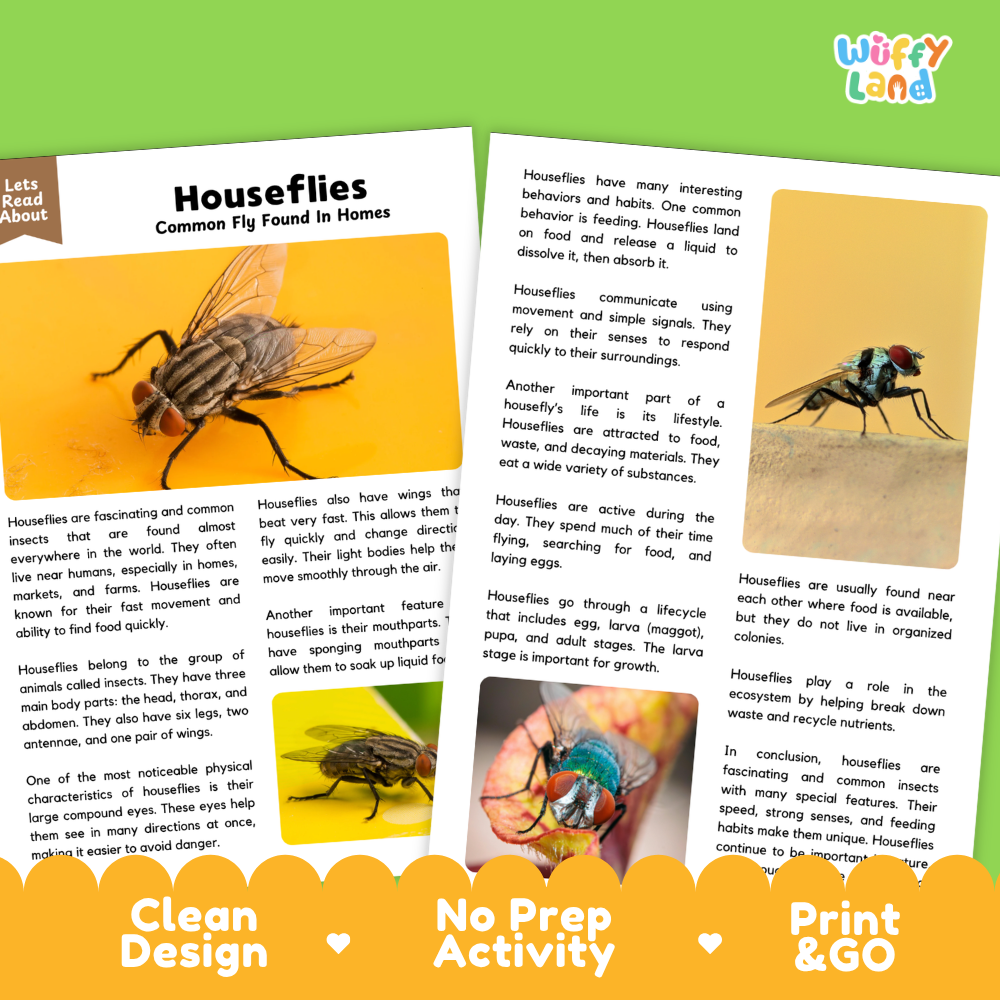 A children's educational poster about houseflies from Wuffly Land, featuring a colorful layout with text panels, a small insect illustration, and three circular callout graphics highlighting key facts. The design includes the phrases 'Clean Design,' 'No Prep Activity,' and 'Print & Go.