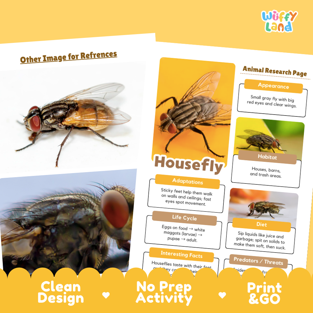 Housefly Animal Research Page Worksheets