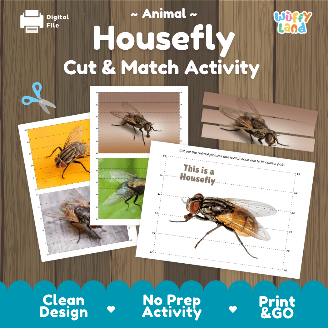 Housefly Cut and Match Activity Printables Worksheets