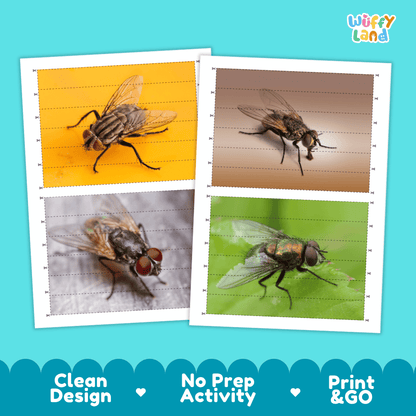 Housefly Cut and Match Activity Printables Worksheets