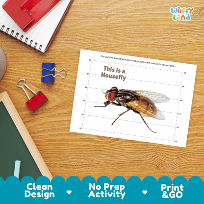 Housefly Cut and Match Activity Printables Worksheets