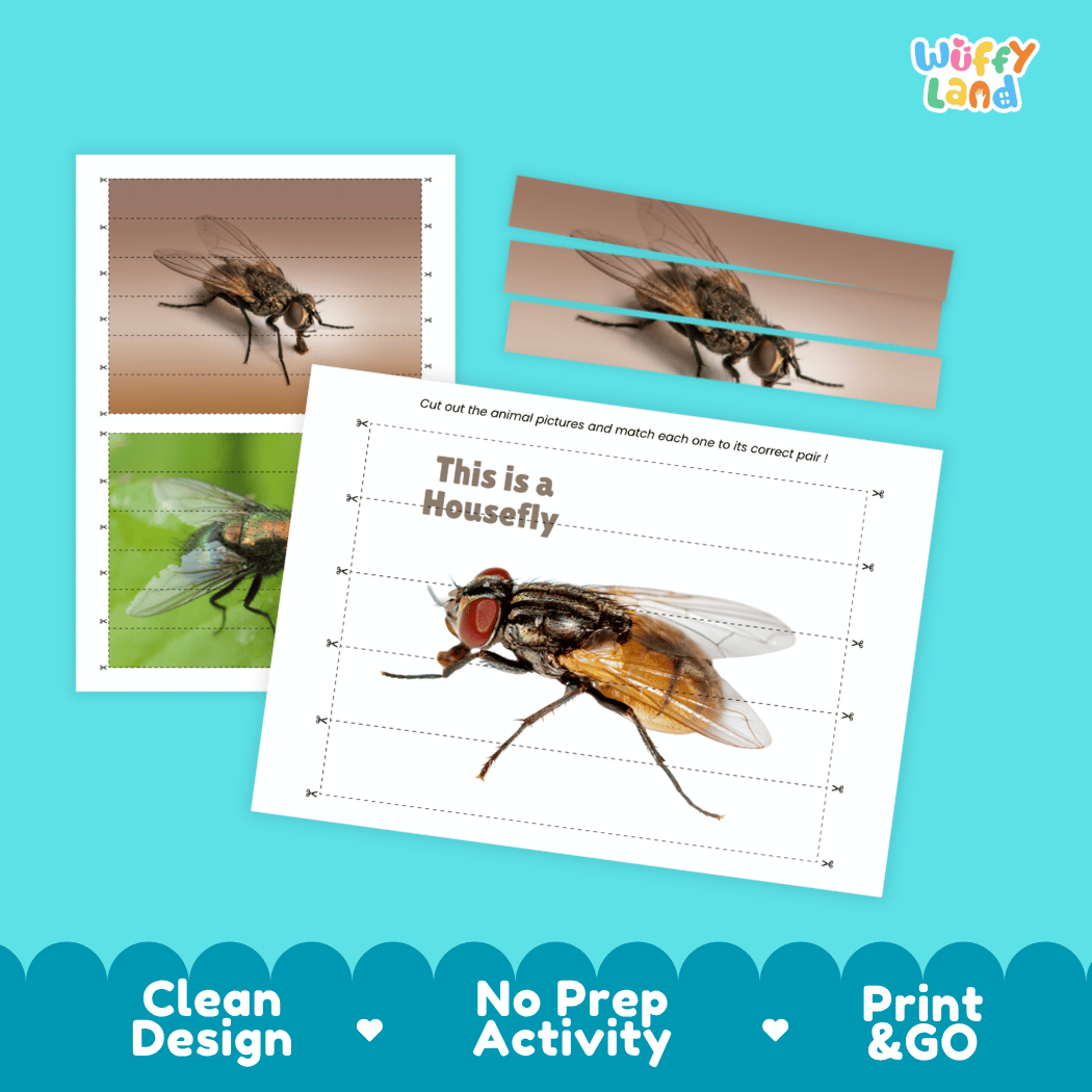 Housefly Cut and Match Activity Printables Worksheets