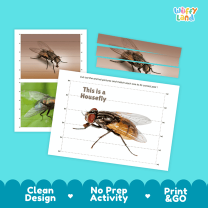Housefly Cut and Match Activity Printables Worksheets