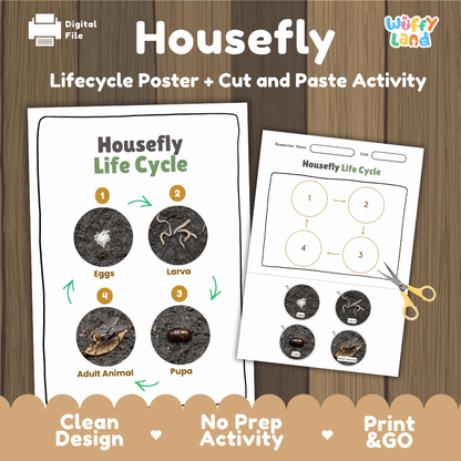 Housefly Lifecycle Poster and Cut and Paste Activity Worksheets | Animal Science Printables
