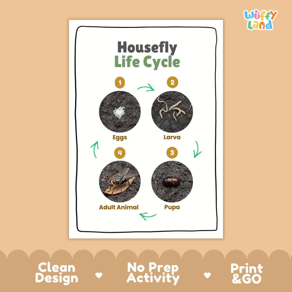 Housefly Lifecycle Poster and Cut and Paste Activity Worksheets | Animal Science Printables
