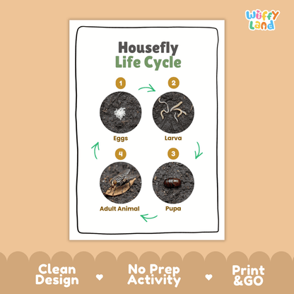 Housefly Lifecycle Poster and Cut and Paste Activity Worksheets | Animal Science Printables