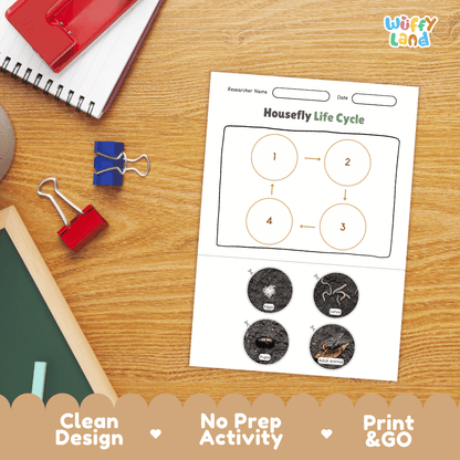 Housefly Lifecycle Poster and Cut and Paste Activity Worksheets | Animal Science Printables