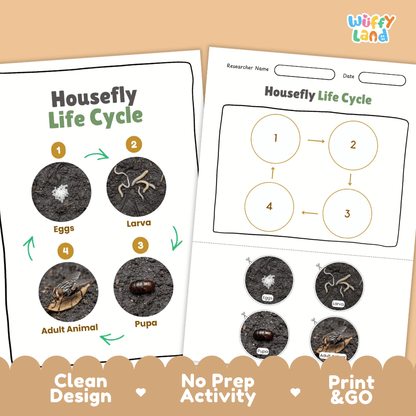 Housefly Lifecycle Poster and Cut and Paste Activity Worksheets | Animal Science Printables