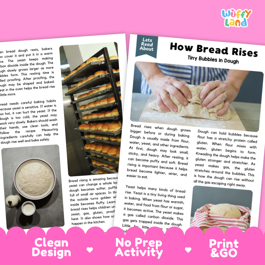 Teacher answer key page showing complete question solutions for bread rising food science reading comprehension practice