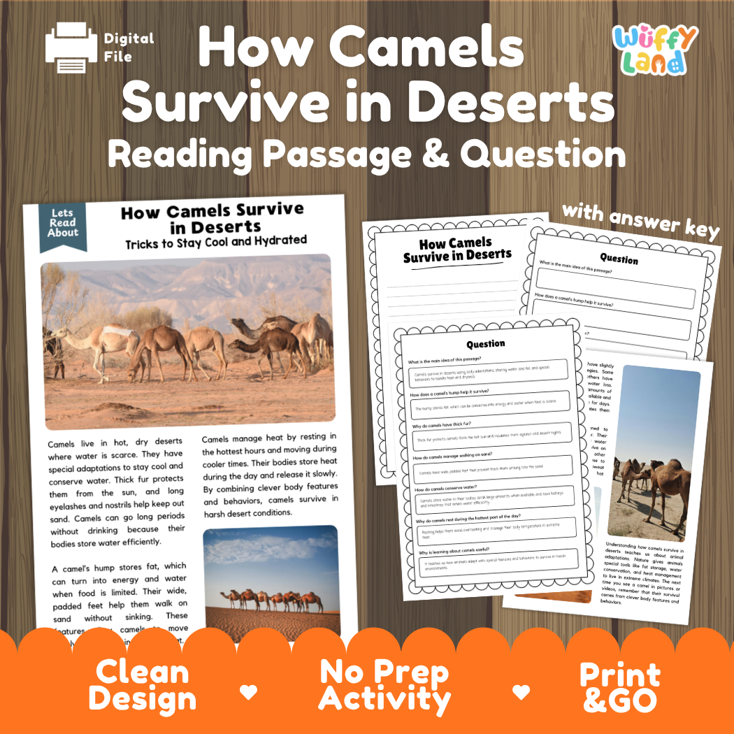 How Camels Survive in Deserts reading comprehension passage and questions activity pack with full answer key for students