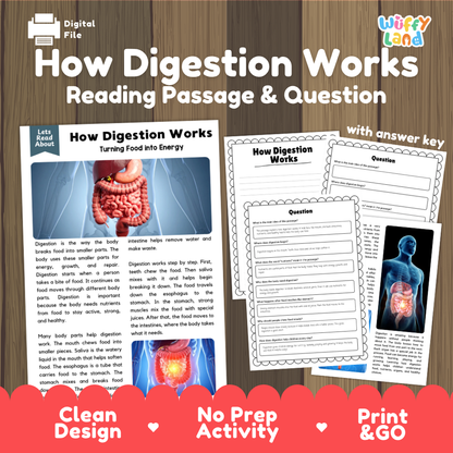 How digestion works reading comprehension passage and questions printable activity pack with answer key for elementary students