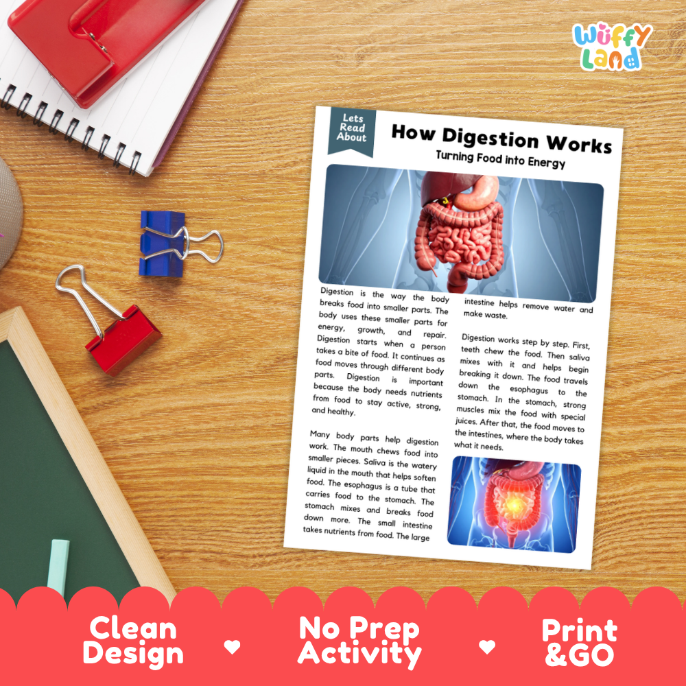 Student reading comprehension worksheet with short-answer questions and lined sections about the digestive system