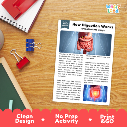 Student reading comprehension worksheet with short-answer questions and lined sections about the digestive system