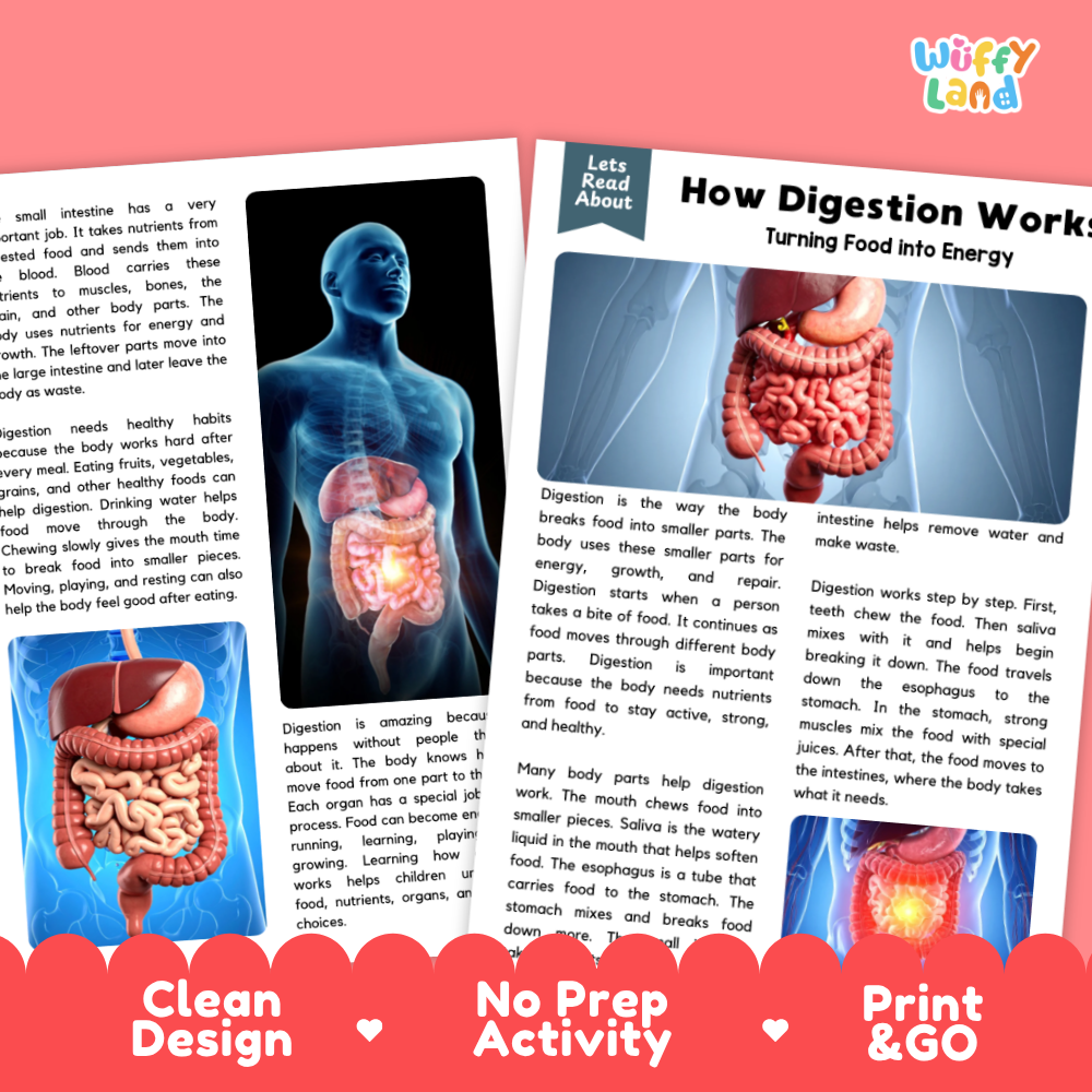 Teacher answer key page showing complete question solutions for how digestion works reading comprehension practice