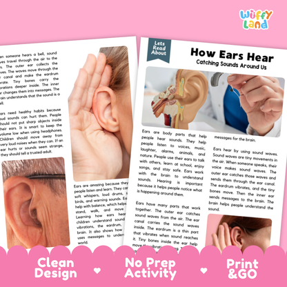 Teacher answer key page showing complete question solutions for how ears hear reading comprehension practice