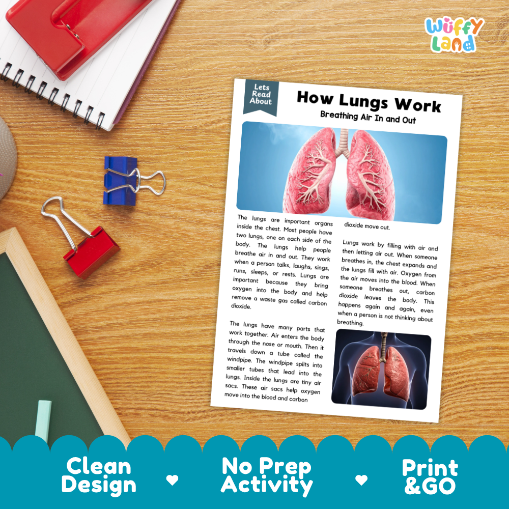 Student reading comprehension worksheet with short-answer questions and lined sections about how lungs work