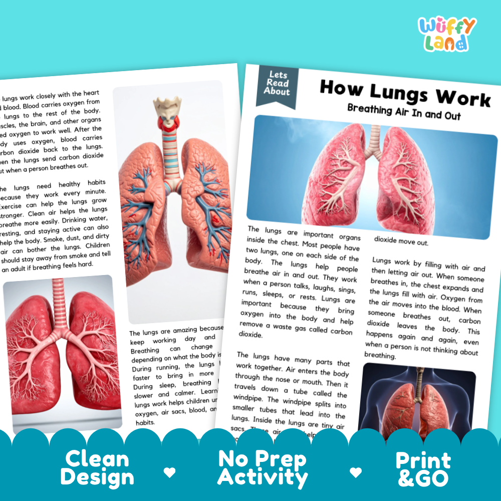 Teacher answer key page showing complete question solutions for how lungs work reading comprehension practice