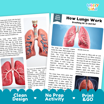 Teacher answer key page showing complete question solutions for how lungs work reading comprehension practice