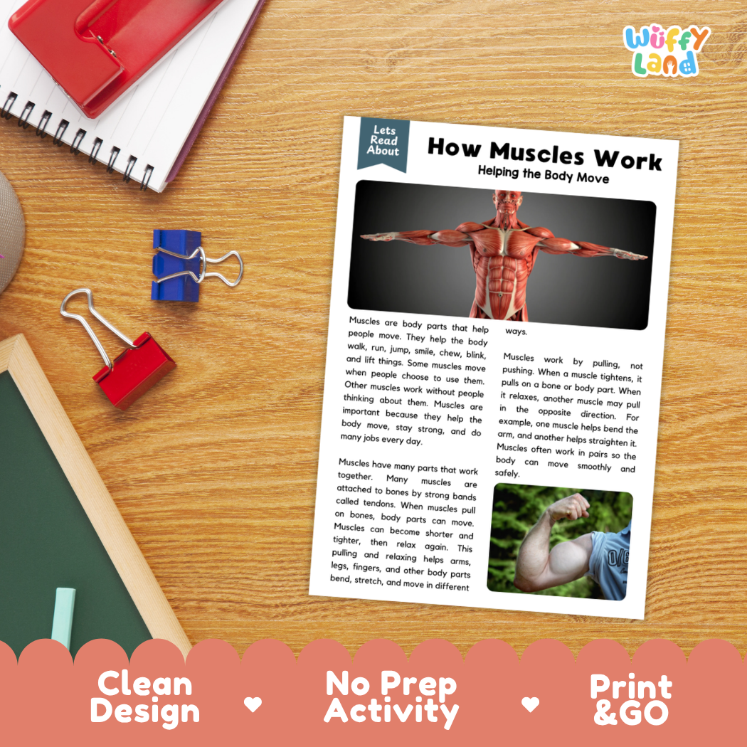 Student reading comprehension worksheet with short-answer questions and lined sections about how muscles work