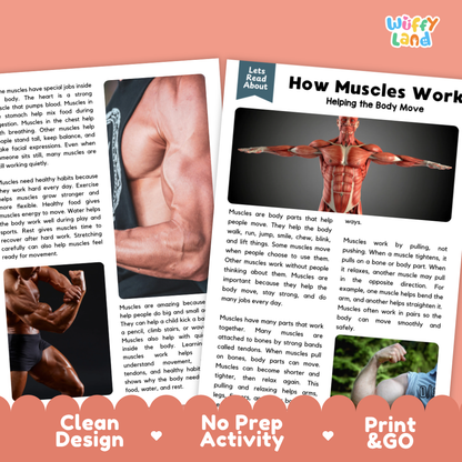 Teacher answer key page showing complete question solutions for how muscles work reading comprehension practice