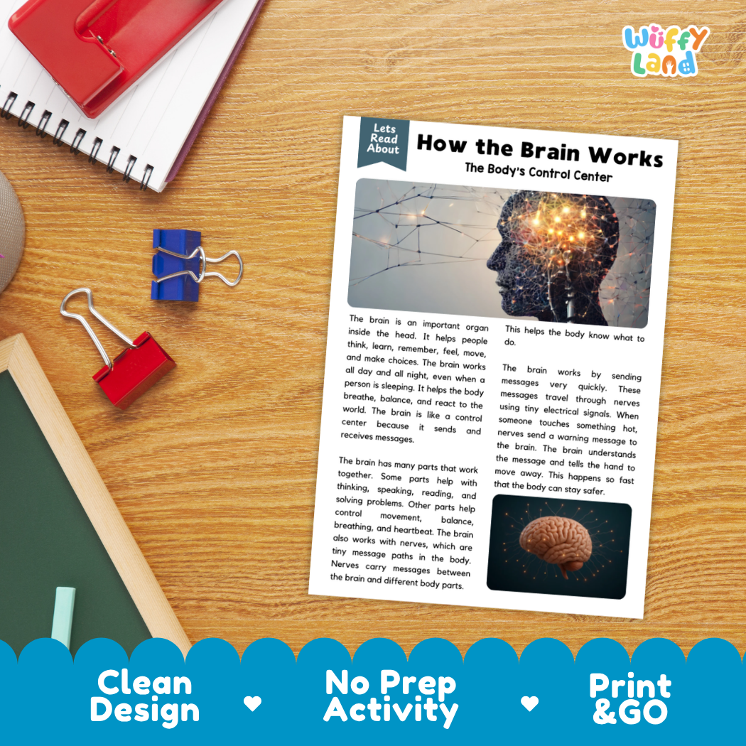 Student reading comprehension worksheet with short-answer questions and lined sections about brain anatomy