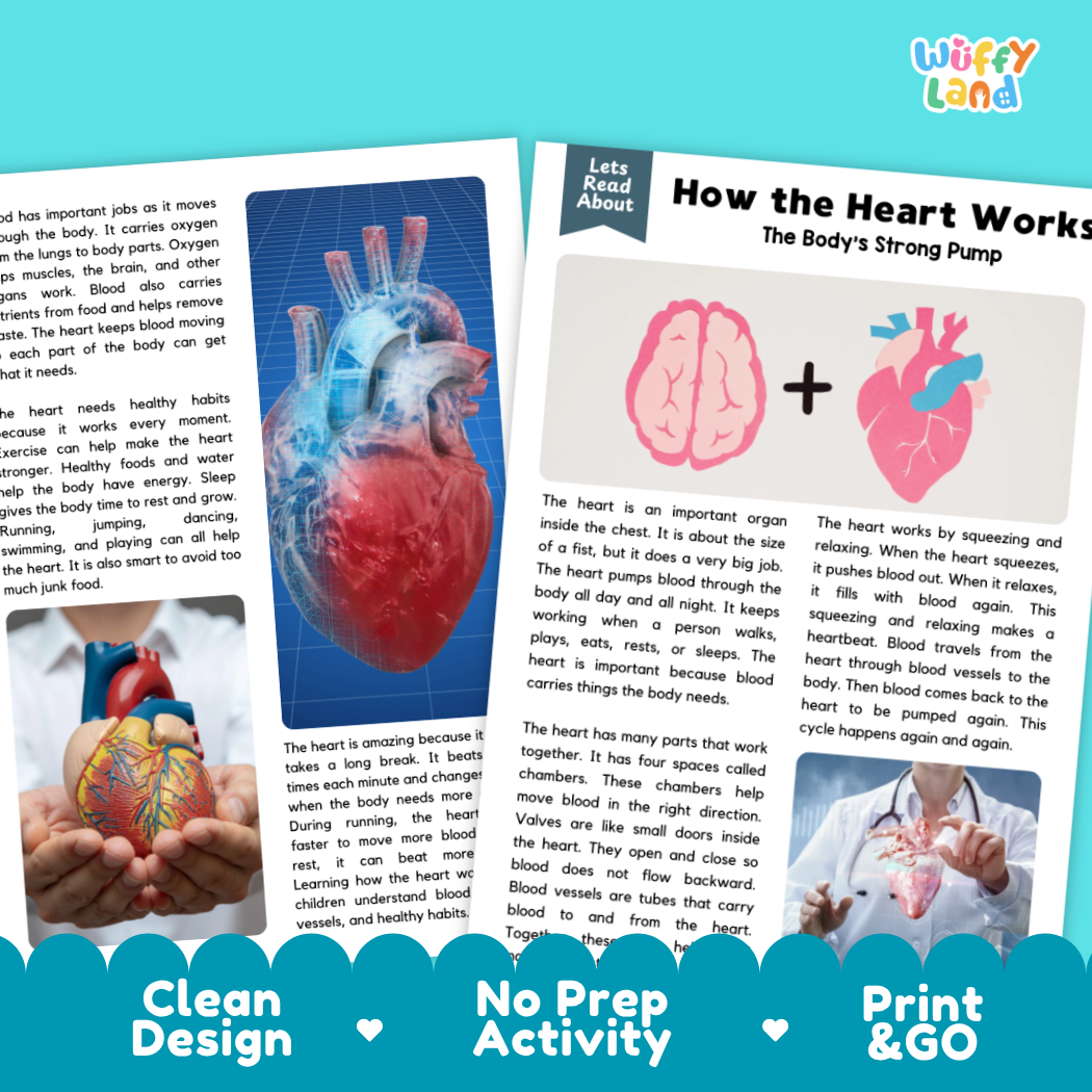 Teacher answer key page showing complete question solutions for how the heart works reading comprehension practice