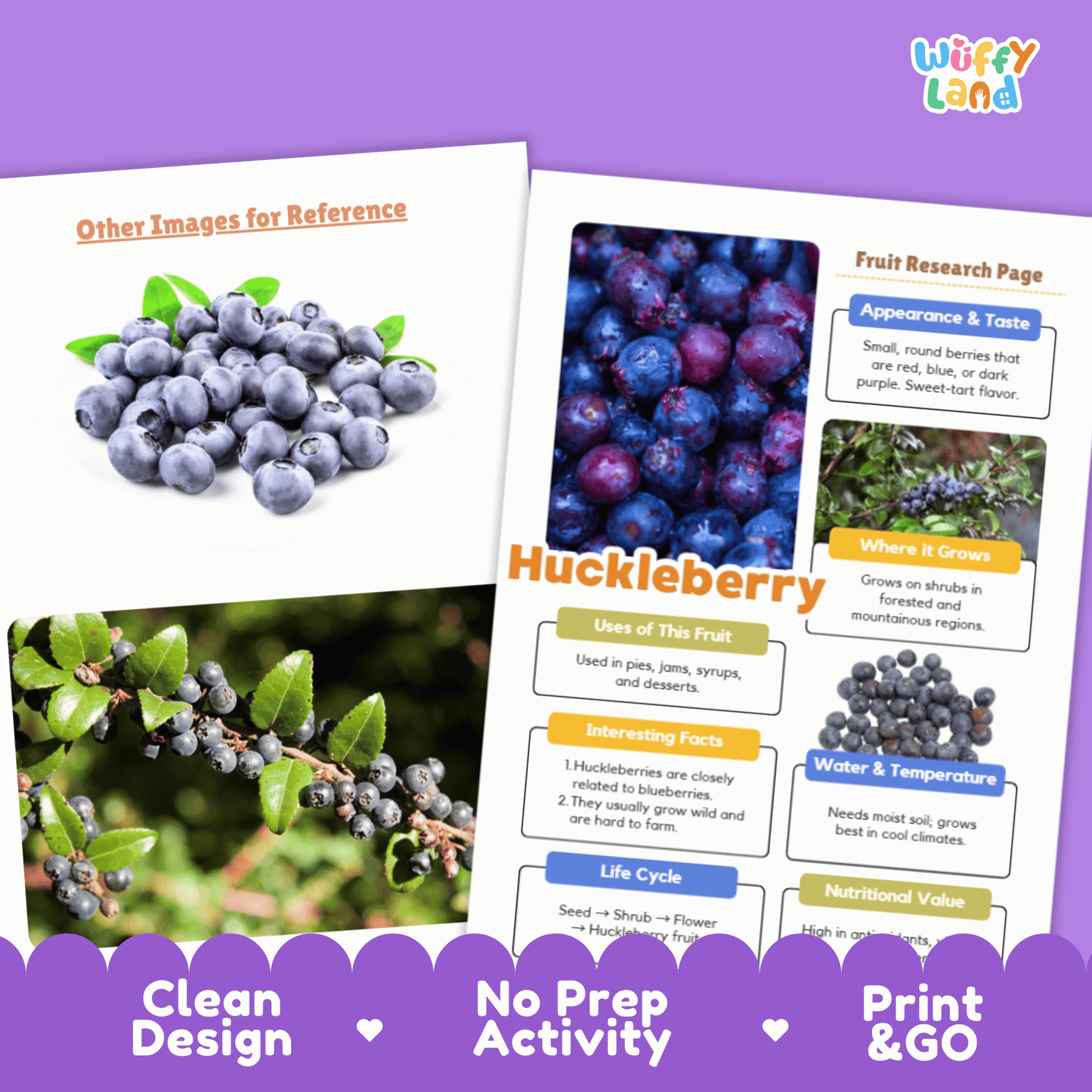 Huckleberry Fruit Research Activity Worksheet Science Wild Berries Nature Study