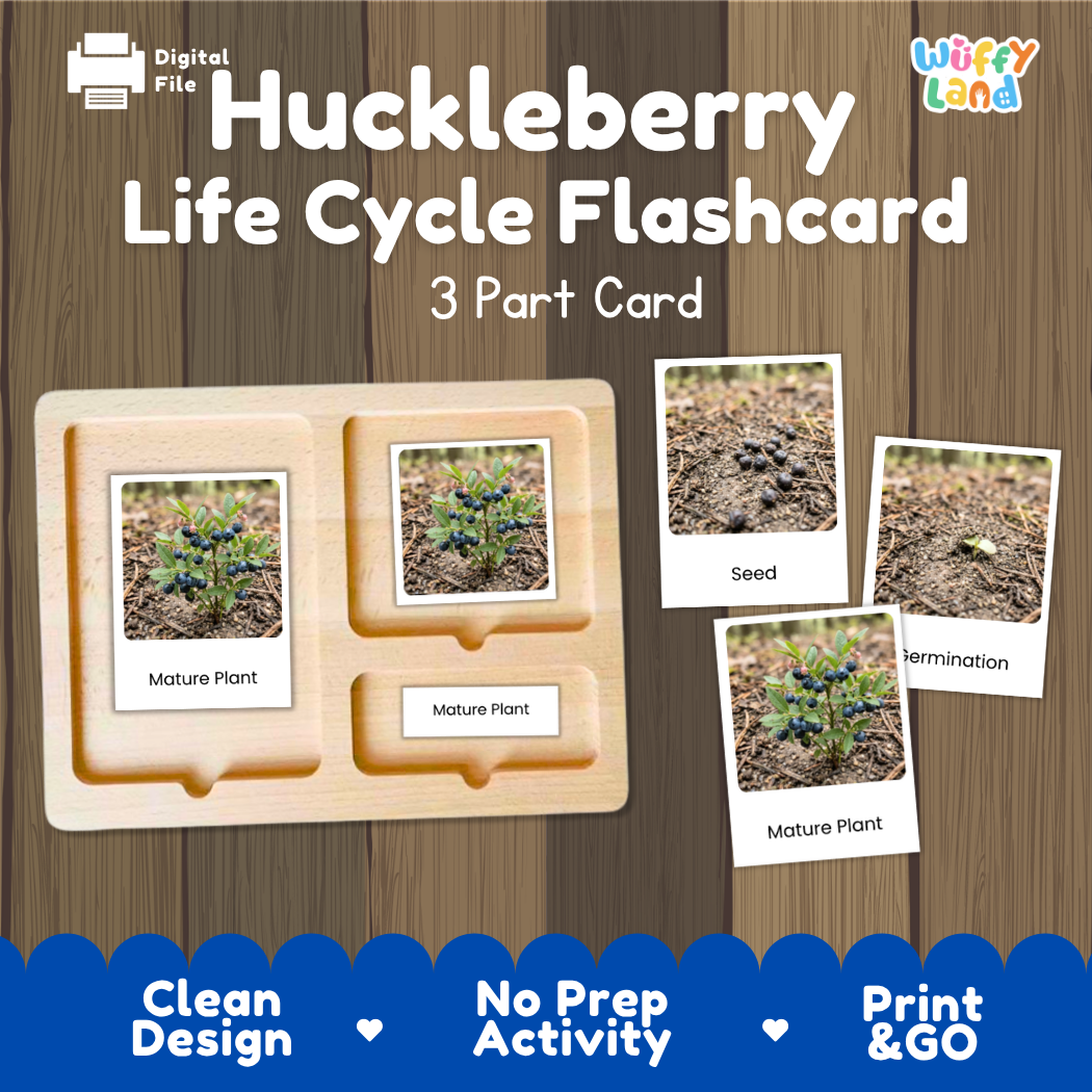 Huckleberry Life Cycle Flashcard set by Wiffy Land, featuring a 3-part wooden card tray and four photo cards showing seed, termination, and mature plant stages, displayed on a wood-grain background with promotional text.